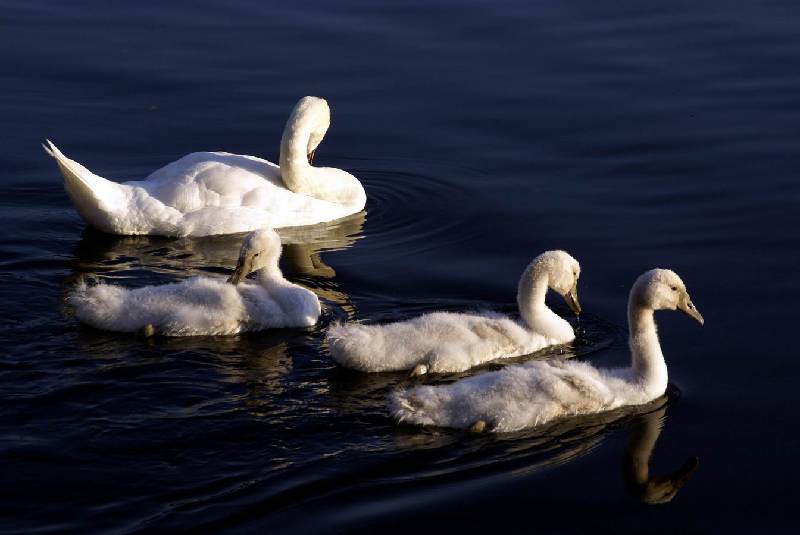 Schwaene auf der Sauer Bild Nr.018